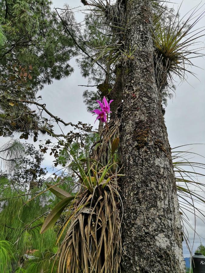 Renta De Cabanas, Centro Ecoturistico Rural Sustentable Labor San Jose San Cristóbal de Las Casas エクステリア 写真